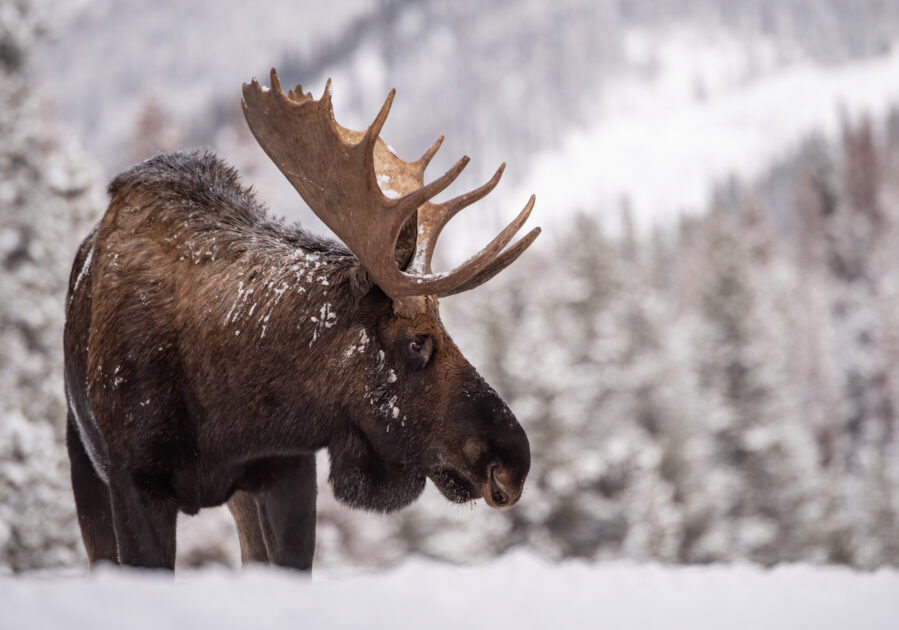 A Moose in Snow