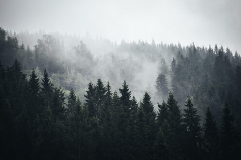 Fog in Norwegian Forrest